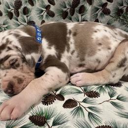"Stuffing" - Great Dane puppy from Ferguson Family Danes LLC