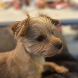 Wiley - Morkie