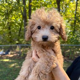 Kenzie - Apricot female Poodle puppy in Chattanooga, Tennessee from Joyfull Pals
