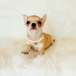 Marley - Fawn male Chihuahua puppy in Sacramento, California from Honey Bee Chihuahua’s