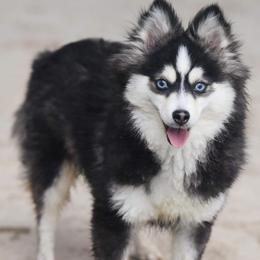 Pomsky puppies from Southern Poms of Texas