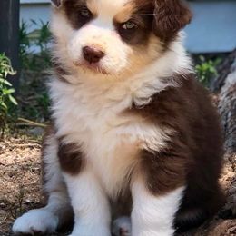 Australian Shepherd Puppies from Frying Pan Ranch Australian Shepherds