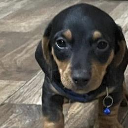 Dachshunds from Top-Notch Mini Dachshund
