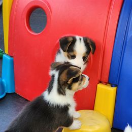 American Corgi Puppies from Wigglebutts American Corgis