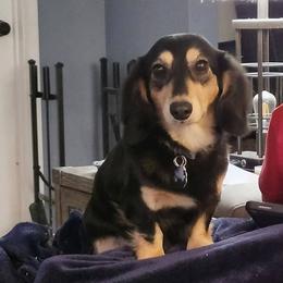 Oscar - Dachshund