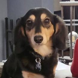 Oscar - Dachshund