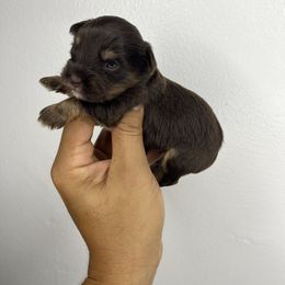 Choco girl dark paw - Chocolate and tan female Yorkshire Terrier puppy in Kissimmee, Florida from M&R Yorkies