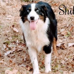 Shiloh - Australian Shepherd