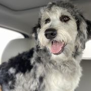 Topaz - Bordoodle
