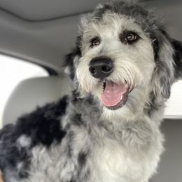 Topaz - Bordoodle