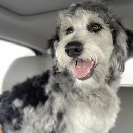 Topaz - Bordoodle