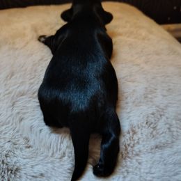 3 Jean - Black female Shih Tzu puppy in Grand Prairie, Texas from R&R Shih-Tzus & Stud Services