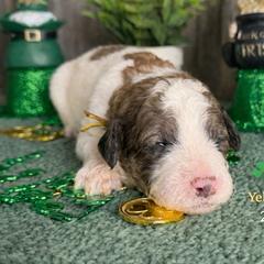 Lily-yellow collar - Mahogany and white female Saint Berdoodle puppy in Paw Paw, Michigan from ProAct Canines
