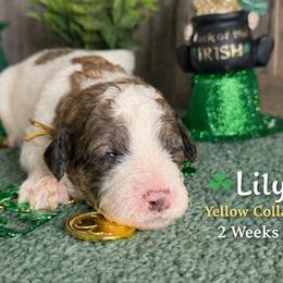 Lily-yellow collar - Mahogany and white female Saint Berdoodle puppy in Paw Paw, Michigan from ProAct Canines
