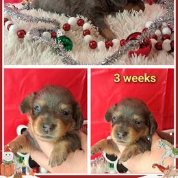 Blue dapple - Blue and tan female Dachshund puppy in Winter Haven, Florida from Gateway 2 Little Paws