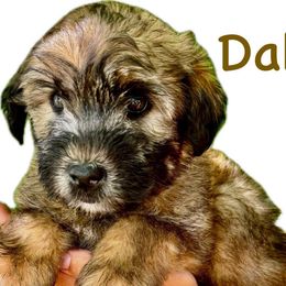 Dakota - Soft Coated Wheaten Terrier puppy from Valleydayle Doodles and Wheatens