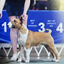 Blade - Bull Terrier