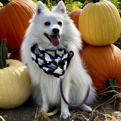 Yumi - Japanese Spitz