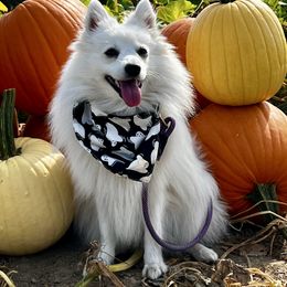 Yumi - Japanese Spitz