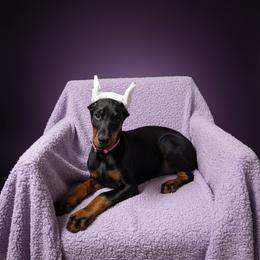 Jazmine Black Girl (Pink Collar) - Black and rust female Doberman Pinscher puppy in Centralia, Missouri from TopSpots Farm