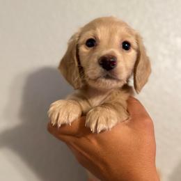Pike - Cream male Dachshund puppy in Ripon, California from Ripon Dachshunds