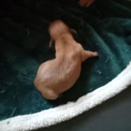 Girl 2 - Red female Dachshund puppy in Warrenville, South Carolina from Sherman's Dachshunds