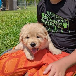 Australian Shepherd and Golden Retriever Puppies from Happy Valley Farms