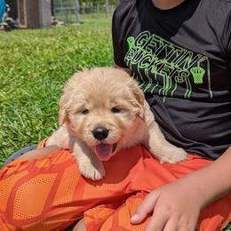 Australian Shepherd and Golden Retriever Puppies from Happy Valley Farms