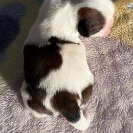 LG5 - Gold and white female Shih Tzu puppy in Madras, Oregon from Maridee’s ShihTzu