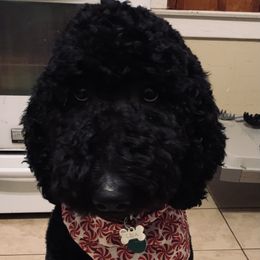 Leia - Goldendoodle