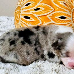 Miniature Australian Shepherd Puppies from MyLittleAussies at Mountain View Farm