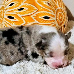 Miniature Australian Shepherd Puppies from MyLittleAussies at Mountain View Farm