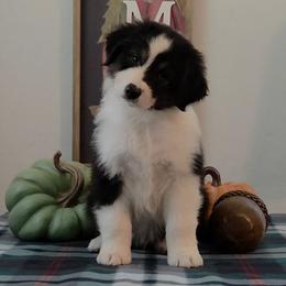 Boy 1 - Black tri-color male Australian Shepherd puppy in Anthony, Florida from Calypso Australian Shepherds and Chow Chows