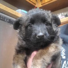 Belgian Tervuren Puppies from Chenil du Loup des Bois