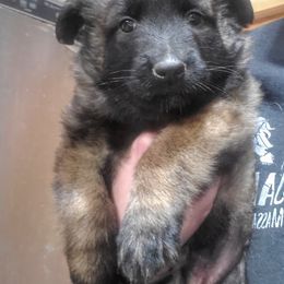 Belgian Tervuren Puppies from Chenil du Loup des Bois