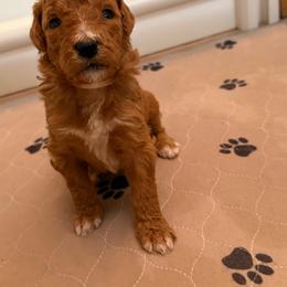 Light Pink Girl (Lily) - Yellow and white female Bernedoodle puppy in Moulton, Alabama from Triple W Doodles