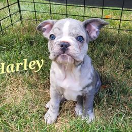 Cavalier King Charles Spaniel and French Bulldog Puppies from Pugs, Frugs and Frenchies