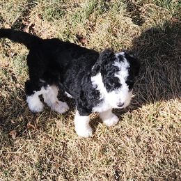 Sheepadoodle Puppies from Jaqueline Sparks
