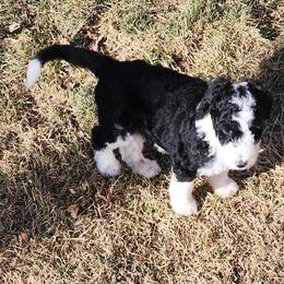 Sheepadoodle Puppies from Jaqueline Sparks