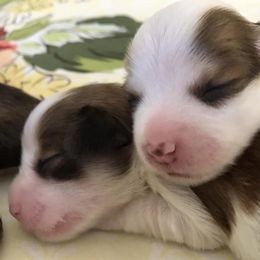 Havanese from Hi Ti Havanese