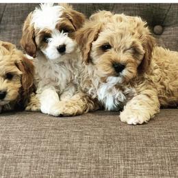 Cavalier King Charles Spaniel and Cavapoo Puppies from KC’s Cavs& Creams