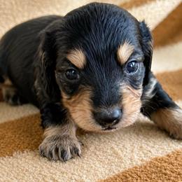 Zion - Black and cream male Dachshund puppy in Salem, Oregon from Longdox Mini Dachshunds