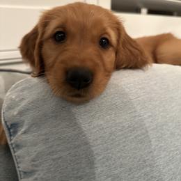Golden Retriever Puppies from Golden Wiggle Retrievers