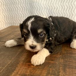 Willie - Black tri-color male Aussiedoodle puppy in Charleston, Arkansas from Lazy S Aussies