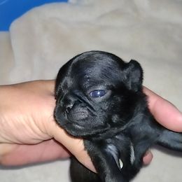 Pug Puppies from Papa and Me Pugs