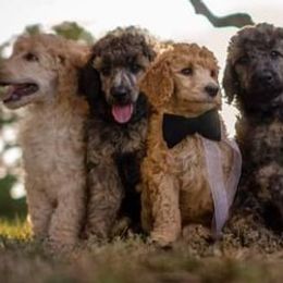 Poodles from Majestic Poodles