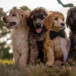 Poodles from Majestic Poodles