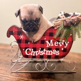 Saint Nick Jr - Fawn male Pug puppy in Smiths Station, Alabama from Magnolia Pugs