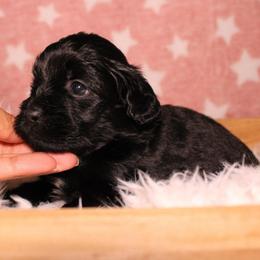 Black - Black male Havapoo puppy in Grants Pass, Oregon from Oregon Valley Doodles