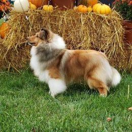 Monty - Shetland Sheepdog